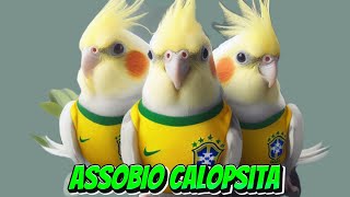 CALOPSITA CANTANDO HINO NACIONAL  com esse vídeo sua Calopsita vai aprender a cantar HINO DO BRASIL [upl. by Palmore]