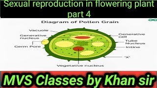 sexual reproduction in flowering plant part 4 [upl. by Nomolos]