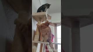 Why Cats Slap Part 4 🐾😂  Hilarious Cat Slap Compilation [upl. by Htebasil]