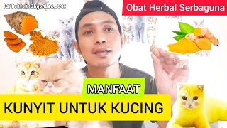 MANFAAT KUNYIT UNTUK KUCING  Antibiotik alami untuk kucing  obat herbal kucing [upl. by Remus]