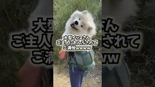 ㊗️100万再生突破サモエドさんの動画見て笑ったら寝ろwwwww [upl. by Aletta]