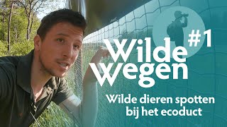 Wilde dieren spotten bij het ecoduct  Wilde Wegen 1 [upl. by Vidovik502]