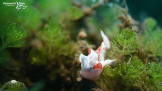 Walking Frogfish [upl. by Eggleston]