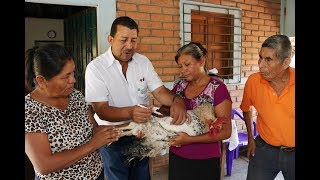 VACUNACIÓN DE AVES DE TRASPATIO PARA PREVENIR ENFERMEDADES [upl. by Fatsug414]