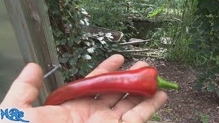 Mirasol Chile Pepper  Capsicum annuum  Pod Review [upl. by Elcin]