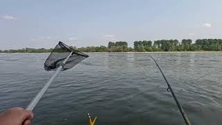 Angeln am Rhein auf Zander und Friedfische Zander Barsch Ansitzangeln am Rhein Video mit Musik [upl. by Ffej]