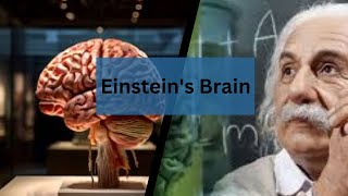 Albert Einstein How Einsteins Brain was Different [upl. by Yenittirb]