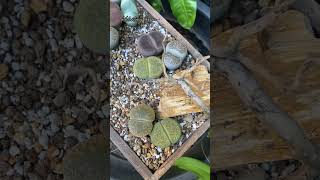 Lithops arrangement😊 lithops lithopslover succulent [upl. by Huang]