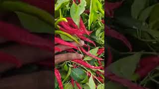 NAVADHANYA SEEDS SKANDA F1 CHILLY farming like agriculture subscribe farmer [upl. by Eojyllib]