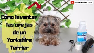 Como levantar las orejas de un yorkshire terrier cintas en las orejas [upl. by Haras]