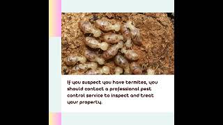 Termite infestation in home how to find termite and how to control termite [upl. by Eeloj]