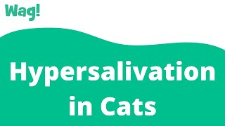 Hypersalivation in Cats  Wag [upl. by Acinyt]