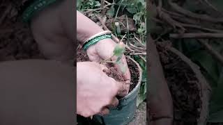 potato plantgrowaaloogadde lplantrepotingshort viral video [upl. by Harlen]