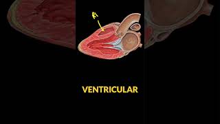 🫀 Learn POCUS Parasternal Long Axis View 🔊 [upl. by Netsrek]