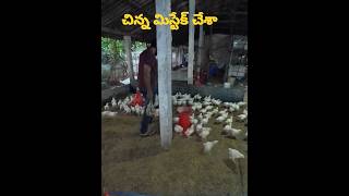 Poultry Farming Techniques For Beginners  Poultry Farming  Poultry  Chickenpoultryfarming [upl. by Avie733]