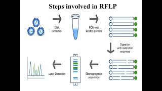 Restriction Fragment Length Polymorphism I RFLP I Molecular biology I Molecular Techniques [upl. by Temhem]