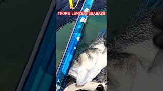 shorts levrek fishing sea seabass [upl. by Ylaek61]