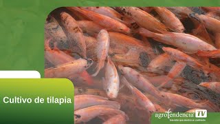 CULTIVO DE TILAPIA EN 2 MINUTOS [upl. by Aicilaana]