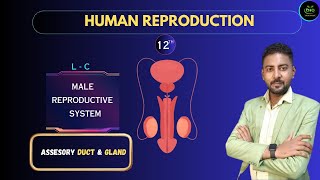 L3 Human Reproduction The Male Reproductive System Class  12th  Ashish Sir [upl. by Champagne]