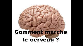 Comment marche le cerveau  QHy 18 [upl. by Reseda]