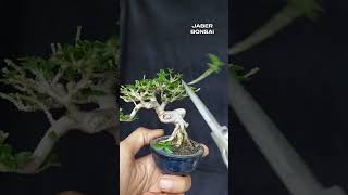 perjalanan bahan bonsai sancang mini dari pertama kali pakai pot kecil bonsai bonsaitree bonsail [upl. by Wightman146]