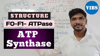 ATP Synthase Structure F0F1ATPase ETC Oxidative Phosphorylation [upl. by Emilio]