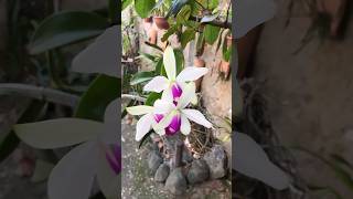 Cattleya violacea semialba Shorts126 [upl. by Reamonn]