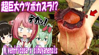 デカすぎるウツボカズラ！ Nventricosa x sibuyanensisを紹介するよ【食虫植物TV】 [upl. by Adriell]