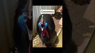 Top 5 funniest bird sound in the world credit zooweemaama on TikTok shorts funny birds [upl. by Magel]