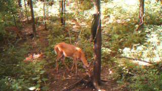 Doe shows fawn how to use Bag R Buck [upl. by Naellij]