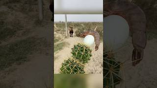 Camels are eating shrimp and egg cactus [upl. by Ilatan]