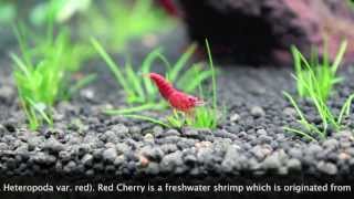 Red Cherry Shrimps [upl. by Val]