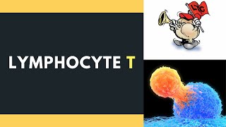 Lymphocyte T [upl. by Anelhtac]