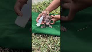 Bibi monkey although small but very obedient father gave him milk to drink [upl. by Mailand]