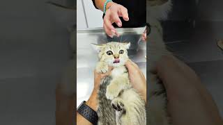 Surprised kitten 😍 1 Min Vet [upl. by Nirred]