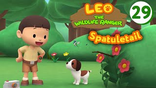 Marvellous Spatuletail  Leo The Wildlife Ranger Episode 29 [upl. by Rich]