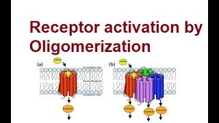 Activation of Receptors by Oligomerization  Mechanism  2024 [upl. by Rep]