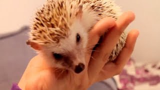 How To Tame a Hedgehog [upl. by Gnilrets]