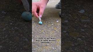 What Was Wrong With This Bird Egg birdegg [upl. by Iow]