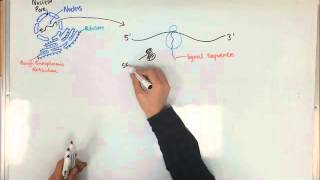 Protein Synthesis and the Rough Endoplasmic Reticulum [upl. by Gabler]