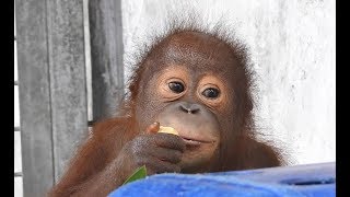 BABY BULLETIN Recently Rescued Baby Orangutan Making Great Progress [upl. by Anayhd]