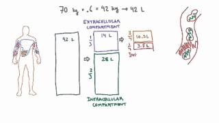 Intravascular and Interstitial Compartments [upl. by Nevuer473]