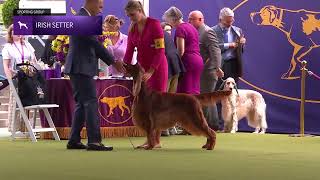 Setters Irish  Breed Judging 2024 [upl. by Borchers]