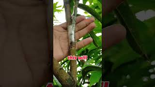 GRAFTERS JUST A QUICK GRAFTING DEMO pinoygrafter grafting mango [upl. by Iinde326]