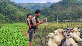 Renovate the vegetable garden to prepare for the new vegetable crop Farm life of a single dad [upl. by Aneeras]