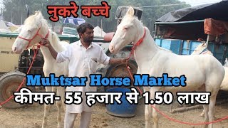 Muktsar Mela 2019 इस व्यापारी के पास है नुकरे बच्चे55 हजार से 150 लाख के [upl. by Birgit]