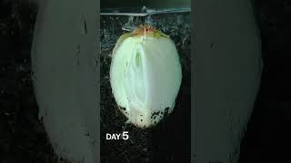 Quarter Onion in Soil Time Lapse [upl. by Rudich644]