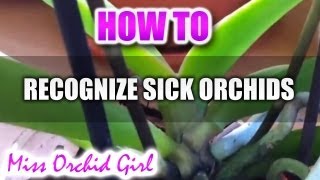 How to recognize sick or healthy Orchids [upl. by Battat516]