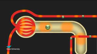 The Kidney amp the Counter Current Multiplier Pharmacology teaching at Aston University [upl. by Rather]