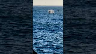 Wow Whales spouting and breaching in Pacifica California [upl. by Soigroeg627]